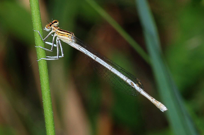 Platycnemis pennipes (maschi e femmine)